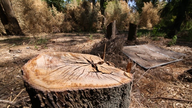 El Monte Caballero sufre tala de árboles, quema de pastizales y se puede ver acumulación de basura. 