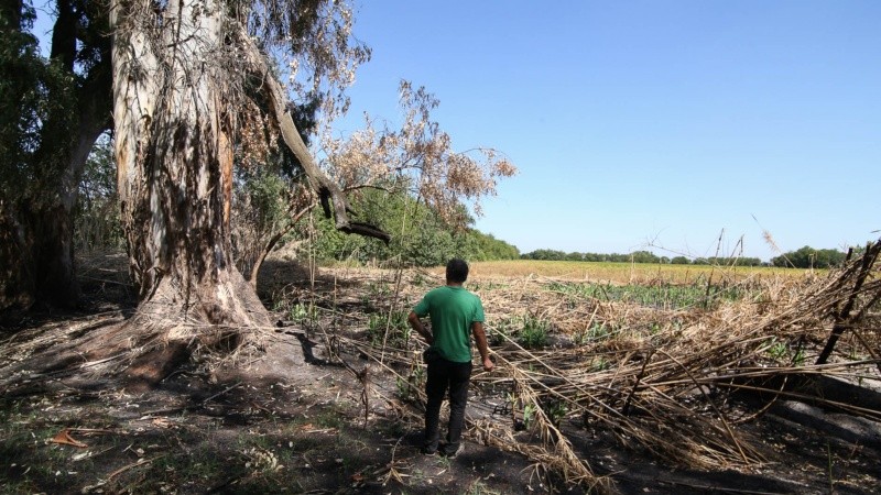 El monte sufre tala de árboles, quema de pastizales y se puede ver acumulación de basura. 