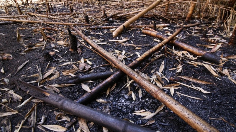 El monte sufre tala de árboles, quema de pastizales y se puede ver acumulación de basura. 