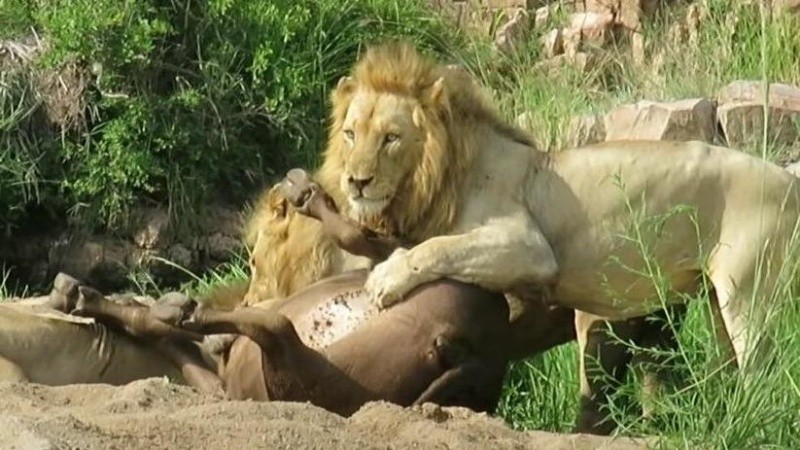 El hecho ocurrió en sudáfrica