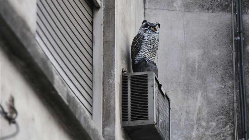 El búho esperando por las palomas en la ventana del departamento del centro de Rosario. 