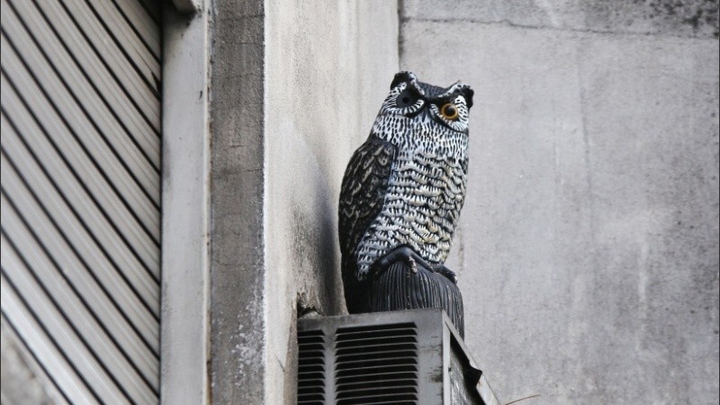 El búho esperando por las palomas en la ventana del departamento del centro de Rosario. 