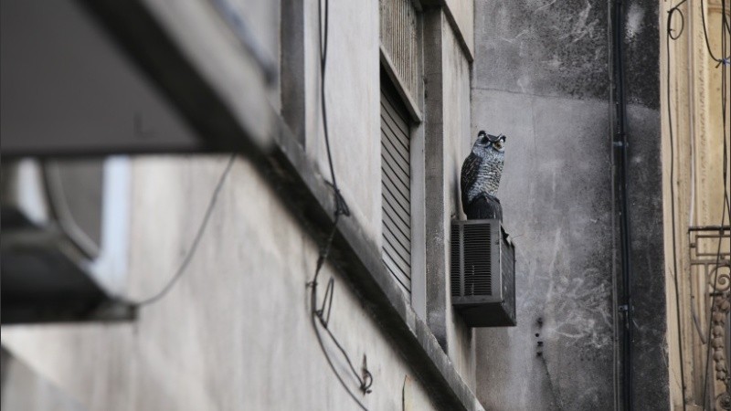 El búho esperando por las palomas en la ventana del departamento del centro de Rosario. 