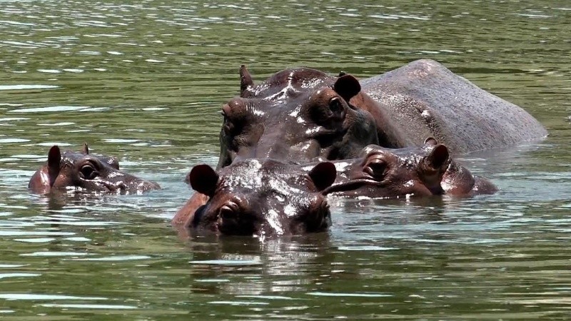 Los animales no dejaron de reproducirse y constituyen una peligrosa plaga.