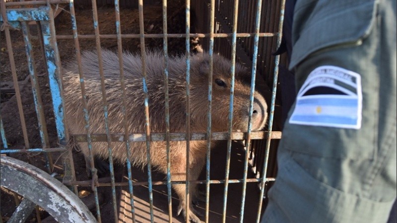 El coipo (falsa nutria) hallado en el lugar.