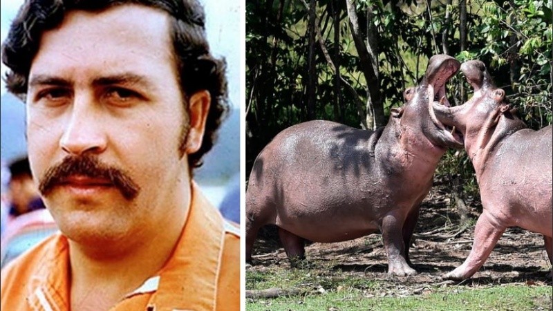 Los científicos advirtieron que este número podría aumentar a 1.500 para 2040.