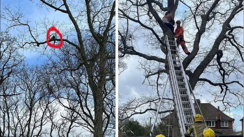 La mujer pasó la noche en el árbol hasta que fue rescatada.