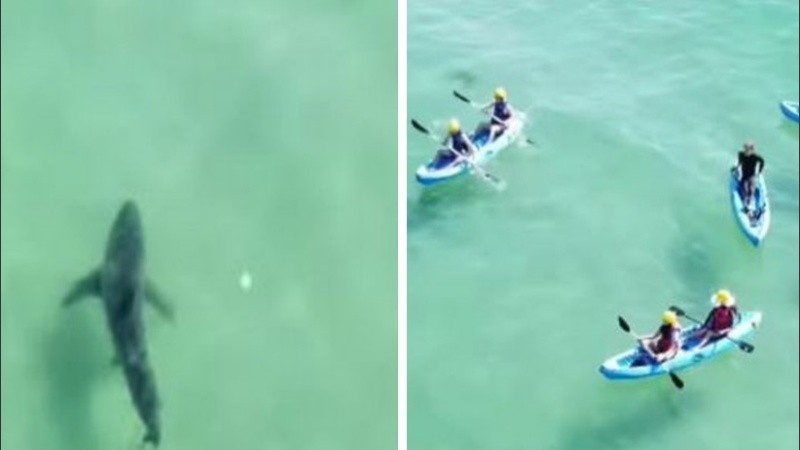 El escualo así como se acercó se fue y siguió su camino.