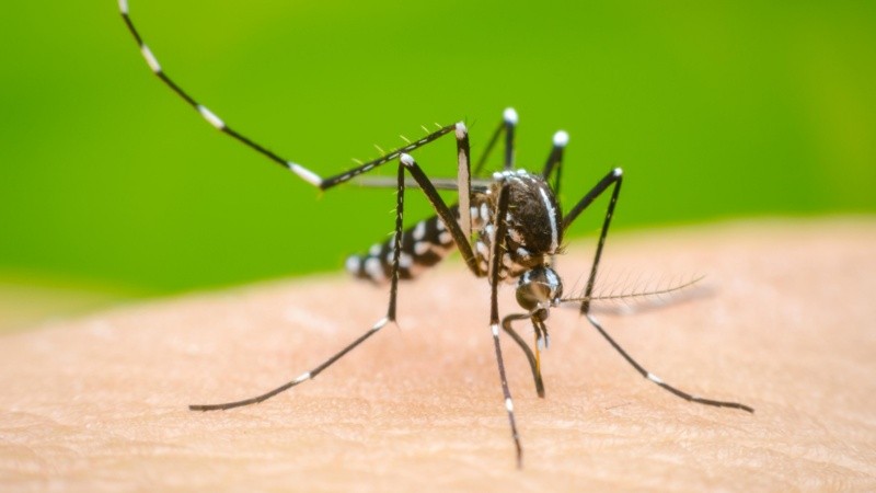 Según la OMS, es probable que los casos de dengue aumenten y se expandan geográficamente debido al cambio climático y la urbanización.