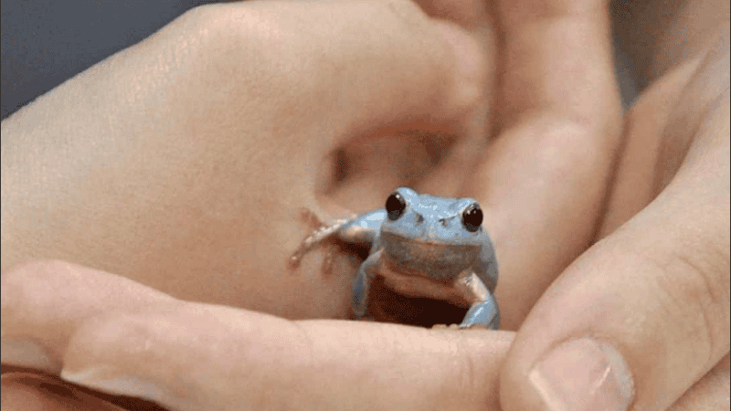 La especie suele ser verde y no azul.