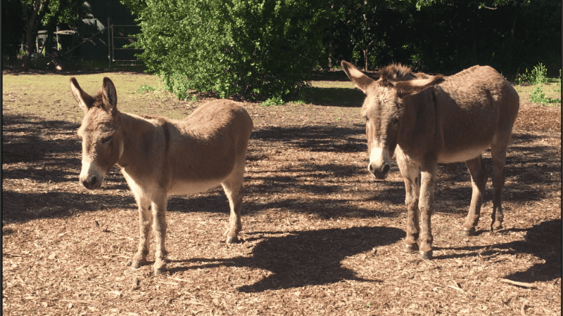 Los burros pueden vivir hasta los treinta años mientras están en cautiverio