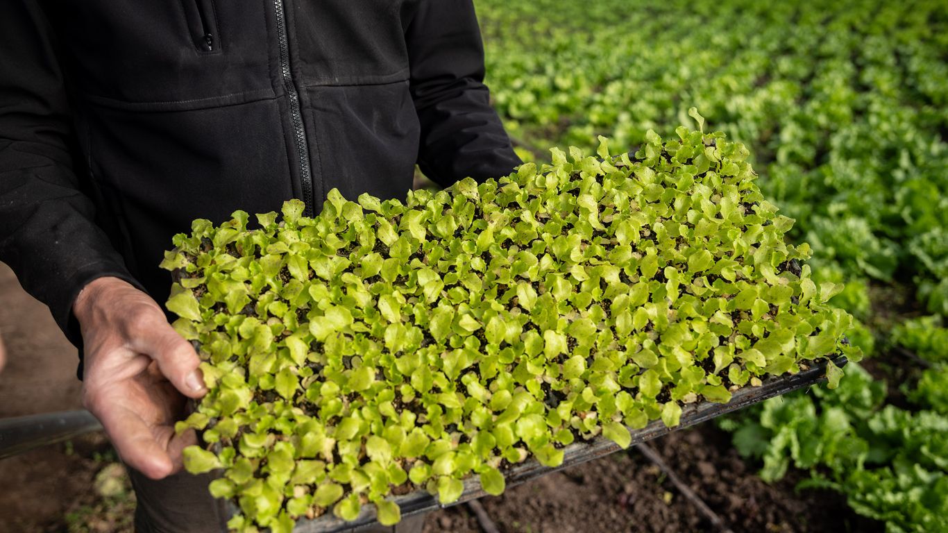 El grito de Máximo Paz: un invernadero de trabajo local con alimento saludable y barato