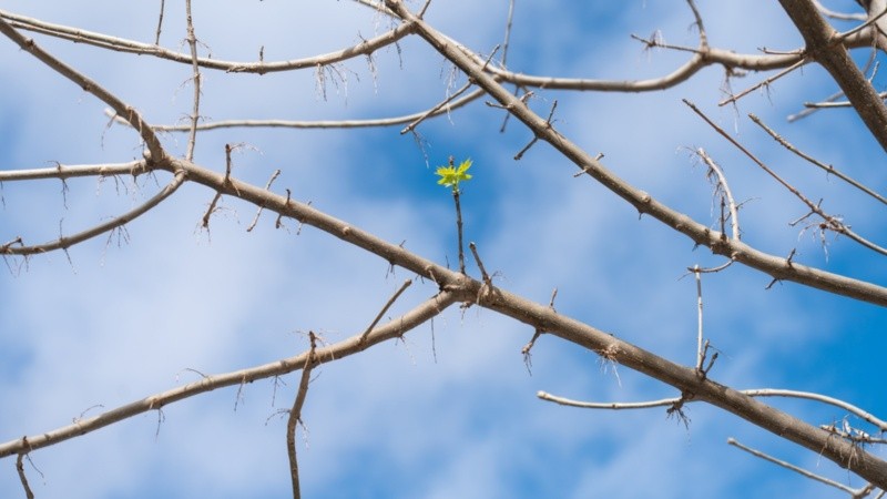 Un brote de primavera con un cielo parcialmente nublado.