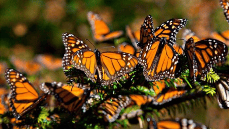 Llevan adelante un esfuerzo conjunto para salvar mariposas en peligro de extinción.