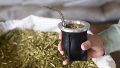 Especialistas del Conicet descifraron el genoma de la yerba mate: ¿para qué puede servir?