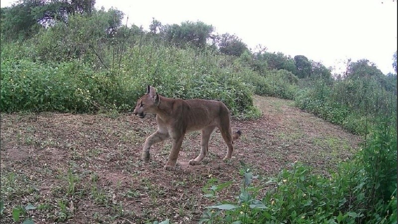 Las imágenes del primer registro fotográfico de pumas en el área protegida frente a Puerto Gaboto.