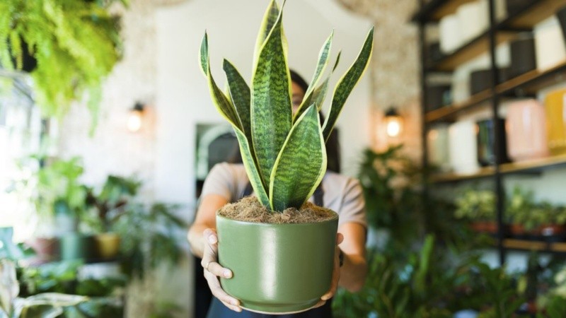 Sumamente versátiles para colocar en diversos ambientes, decorando y purificándolos.