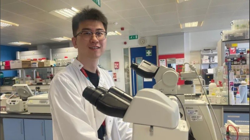 Xuechen Zhang, estudiante de doctorado de último año, observando cómo las células dentales se convertían en dientes en condiciones de laboratorio.