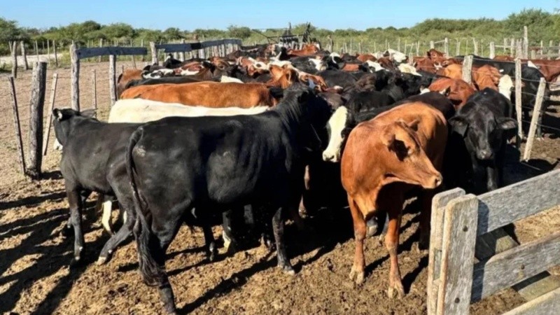 Los vacunos fueron hallados todavía vivos en un campo vecino.