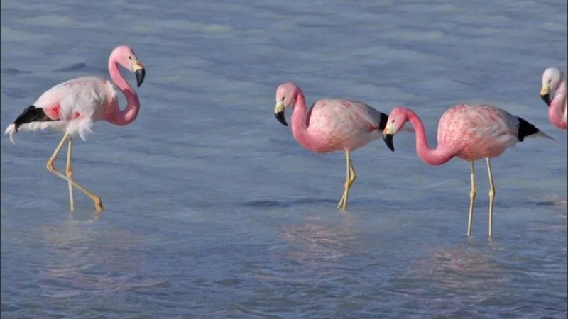 Los flamencos andinos, una de las atracciones de Melincué en invierno.