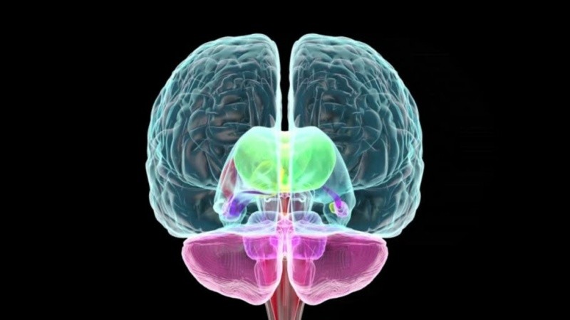 Investigaciones actuales exploran su relación con trastornos neurodegenerativos como el Alzheimer.