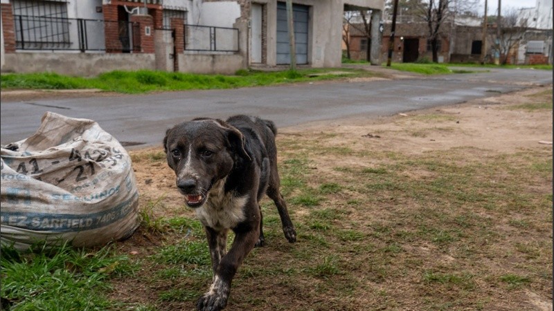 Un perro callejero de Rosario.