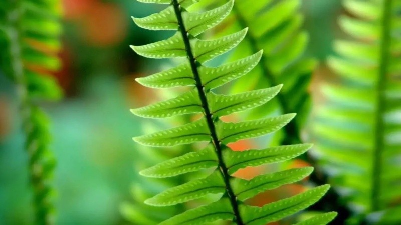 Esta fotoprotección oral proviene del helecho Polypodium leucocotomos.