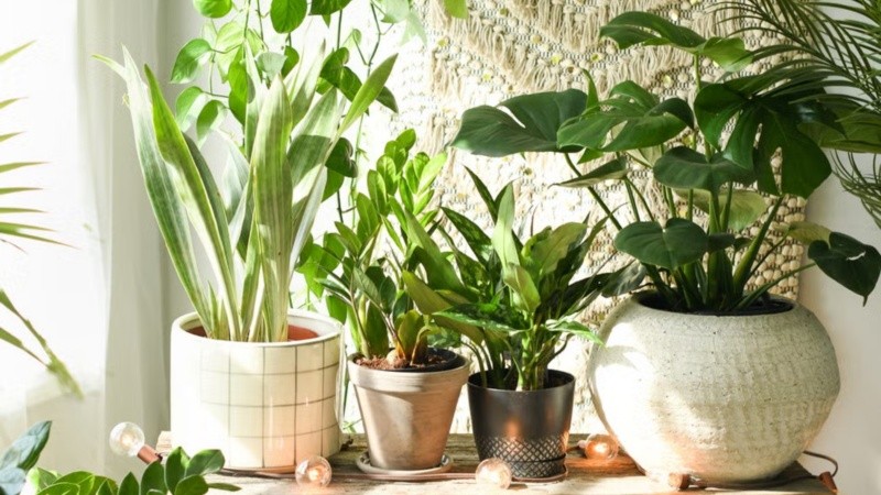 Los ejemplares que no fallan en esta época del año.