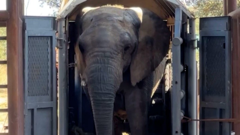 A los 44 años, Kenya llegó a un lugar más acorde a su naturaleza.