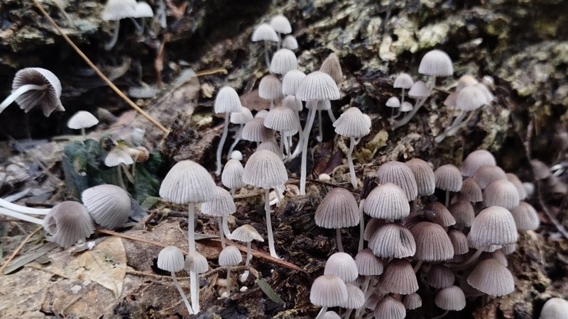 Las especies fueron recolectadas durante unas jornadas de junio en la reserva y son clasificadas.