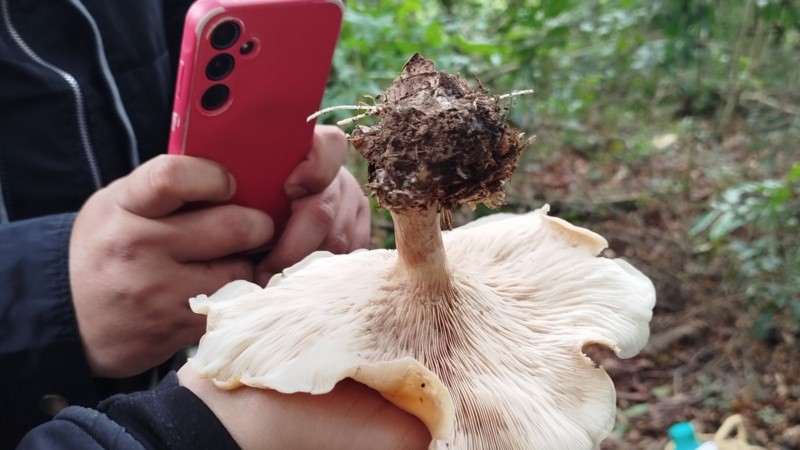 Las especies fueron recolectadas durante unas jornadas de junio en la reserva y son clasificadas.