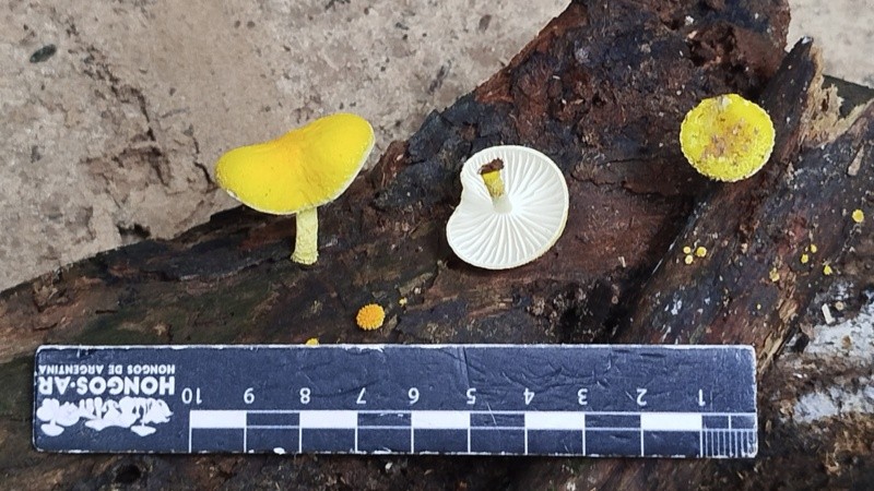 El grupo tomó las muestras sin dañar a los hongos, sacó fotos y georreferenció los ejemplares.