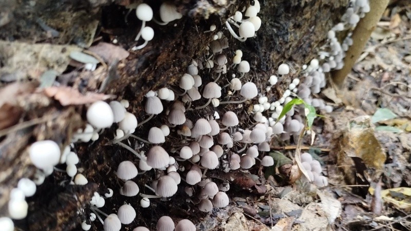 El grupo tomó las muestras sin dañar a los hongos, sacó fotos y georreferenció los ejemplares.