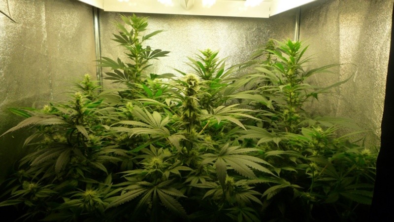 El hombre allanado es especialista en cultivo indoor; aseguran que vendía su producción.