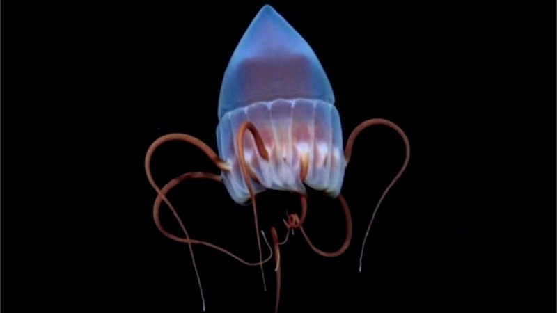 Una de las tantas especies que la expedición retrató en su hábitat natural.