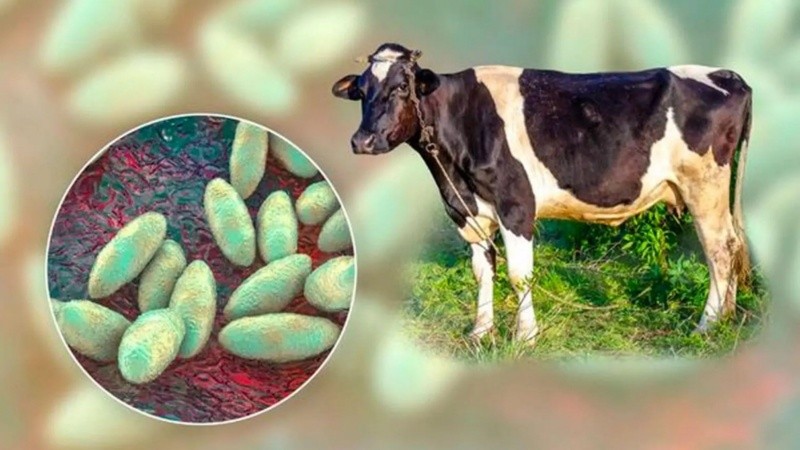 El Banco se encuentra gestionado por la Organización Panamericana de la Salud (OPS) por medio de su Centro Panamericano de Fiebre Aftosa y Salud Pública Veterinaria