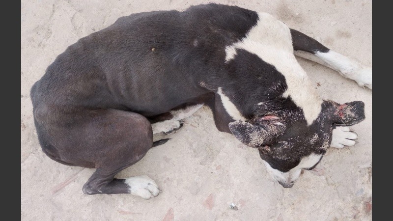 Unos 13 perros con signos de abandono fueron rescatados en la zona sudoeste.