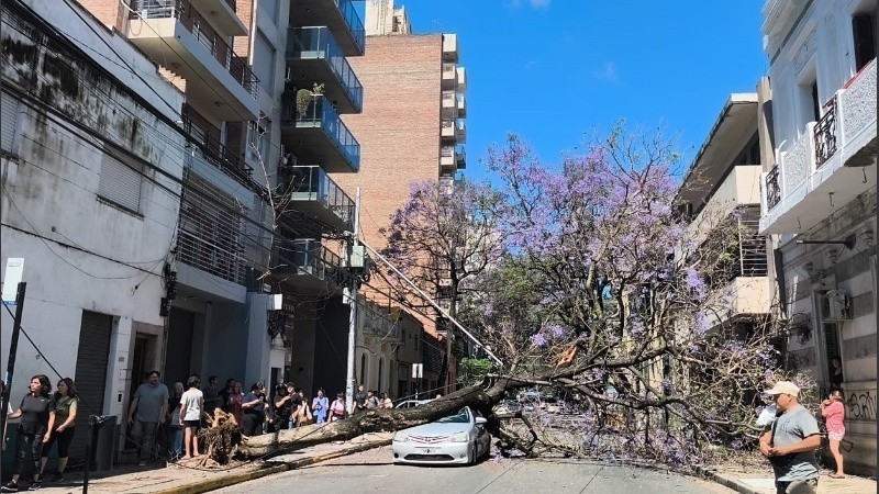 El jacarandá cayó trasversal sobre toda la calzada, e impactó de lleno sobre el capot del auto.
