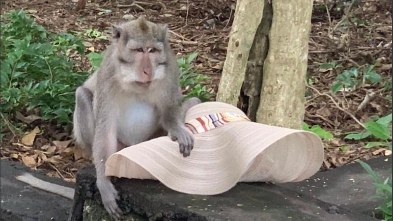 Los monos son considerados guardianes sagrados del templo, que data del siglo X u XI.