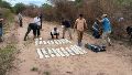 Salta: cayó una narcoavioneta con 364 kilos de cocaína y hay cuatro detenidos