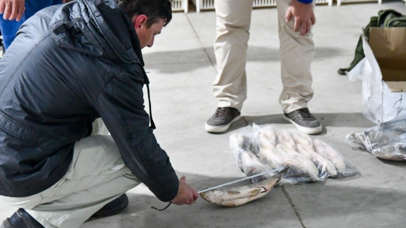 La veda prohíbe el acopio para exportación pero la pesca para consumo local está permitida.