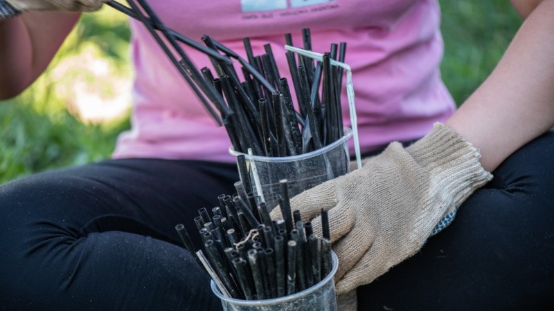 Los plásticos de un solo uso son un eje central del problema.