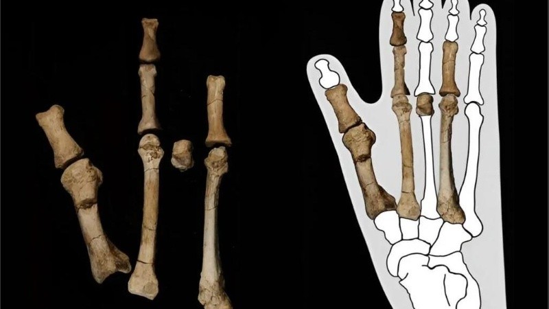 El descubrimiento del pie de Burtele desconcertó a los científicos al principio.