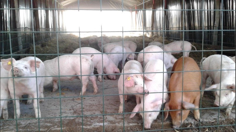 La prevención es la única forma de detener la diseminación de la peste porcina africana.