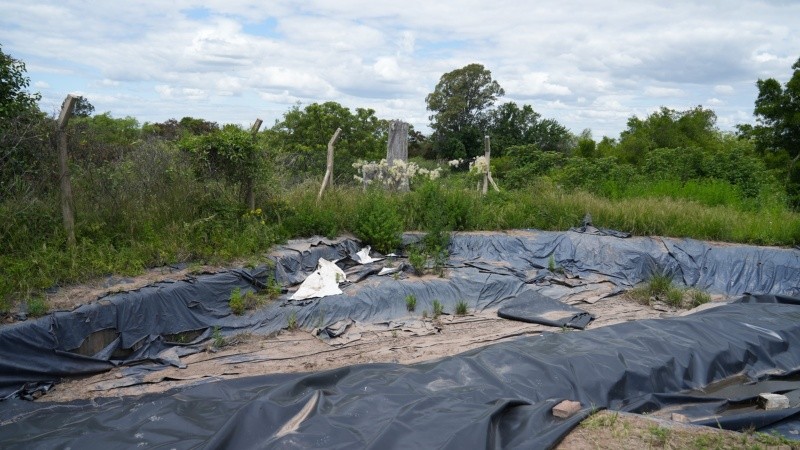  El viejo eucaliptus y las excavaciones tapadas (Alan Monzón/Rosario3).