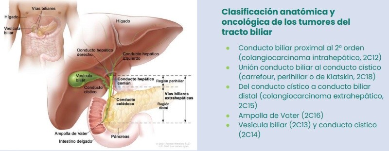 Clasificación Internacional de Enfermedades, según la OMS. (ILOGI)