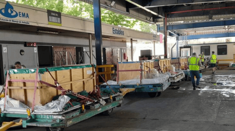   Así fue el viaje a Egipto de los 10 delfines que estaban en el Aquarium de Mar del Plata.