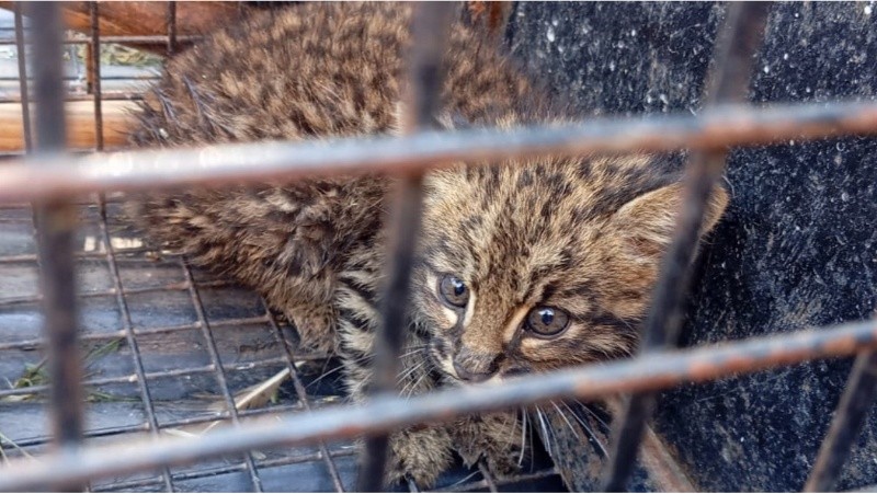 &nbsp;El gato tras ser rescatado.