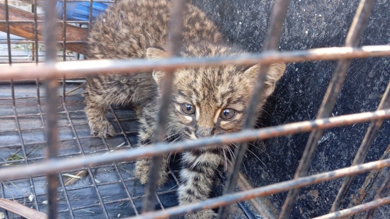 El gatito montés fue rescatado por la Policía.