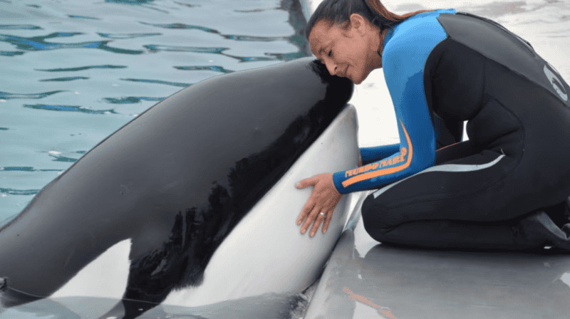 &nbsp;La historia de Kshamenk se remonta a febrero de 1992, cuando un alerta llegó a los rescatistas de Mundo Marino. 